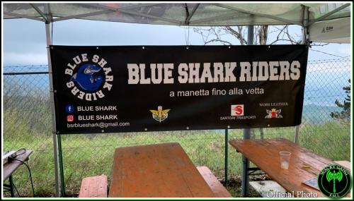 Blue shark - Vicenza